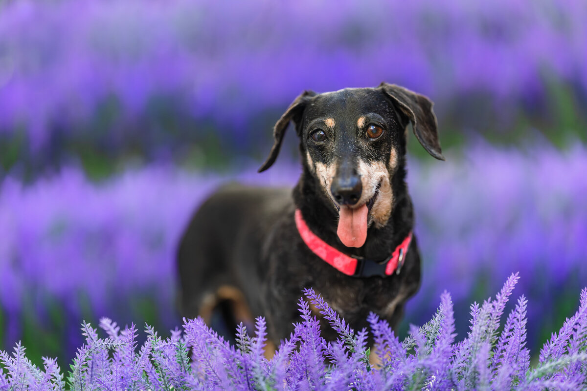 Hawaii Senior Dog Photography-50