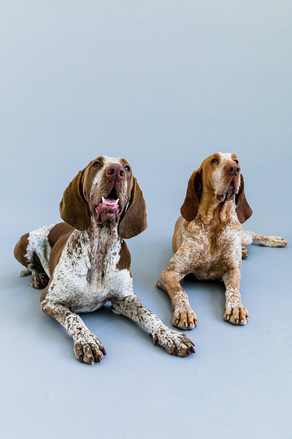 San Francisco pet photography