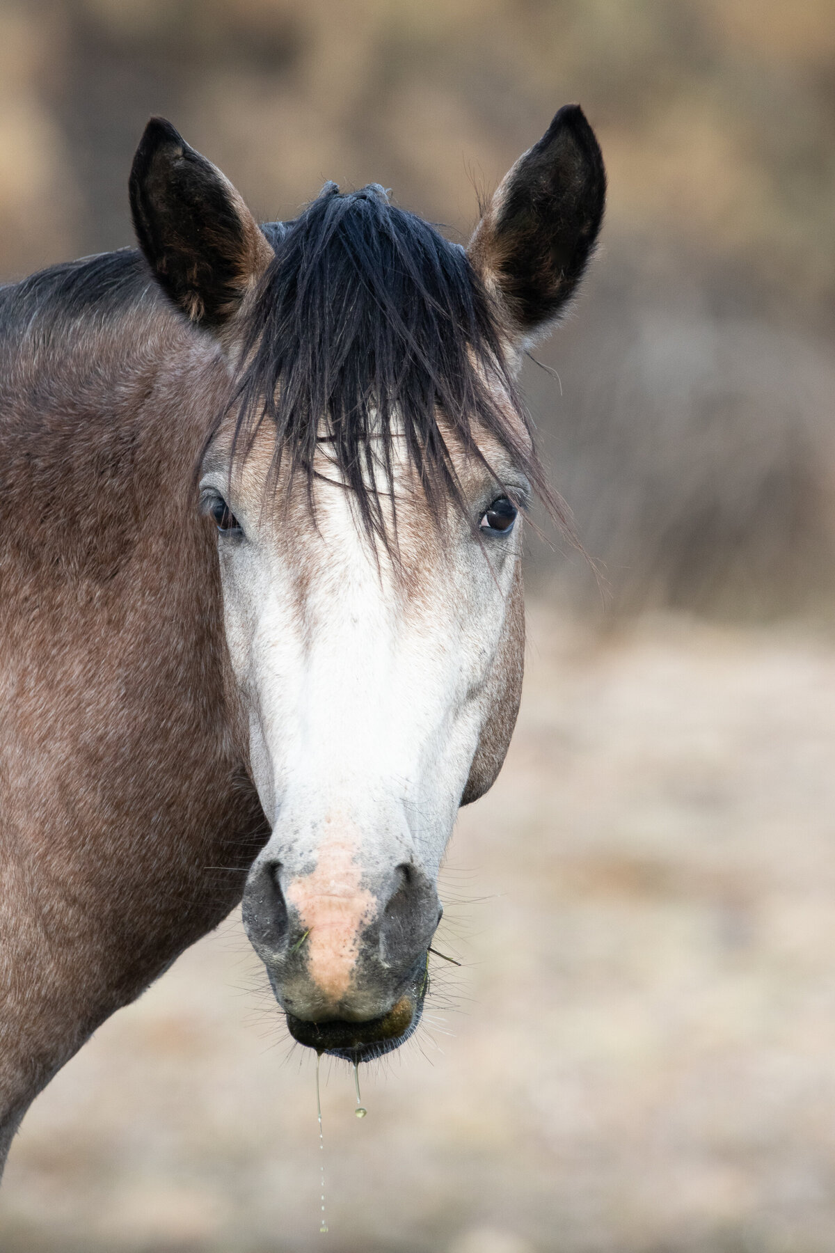 salt_river_horse_2517_C1