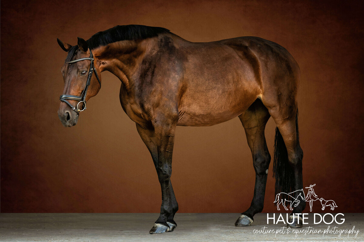 Dappled bay horse stands with neck arched in front of a warm orange-brown backdrop.
