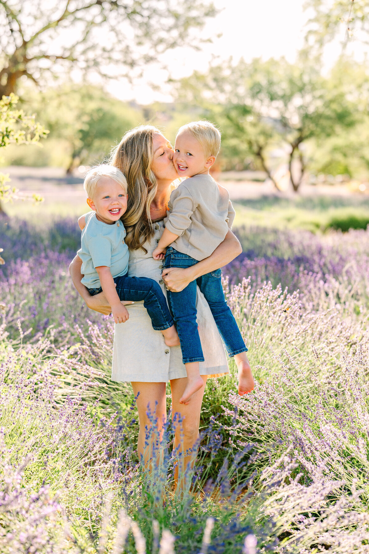 Lavender Minis 2025-2300