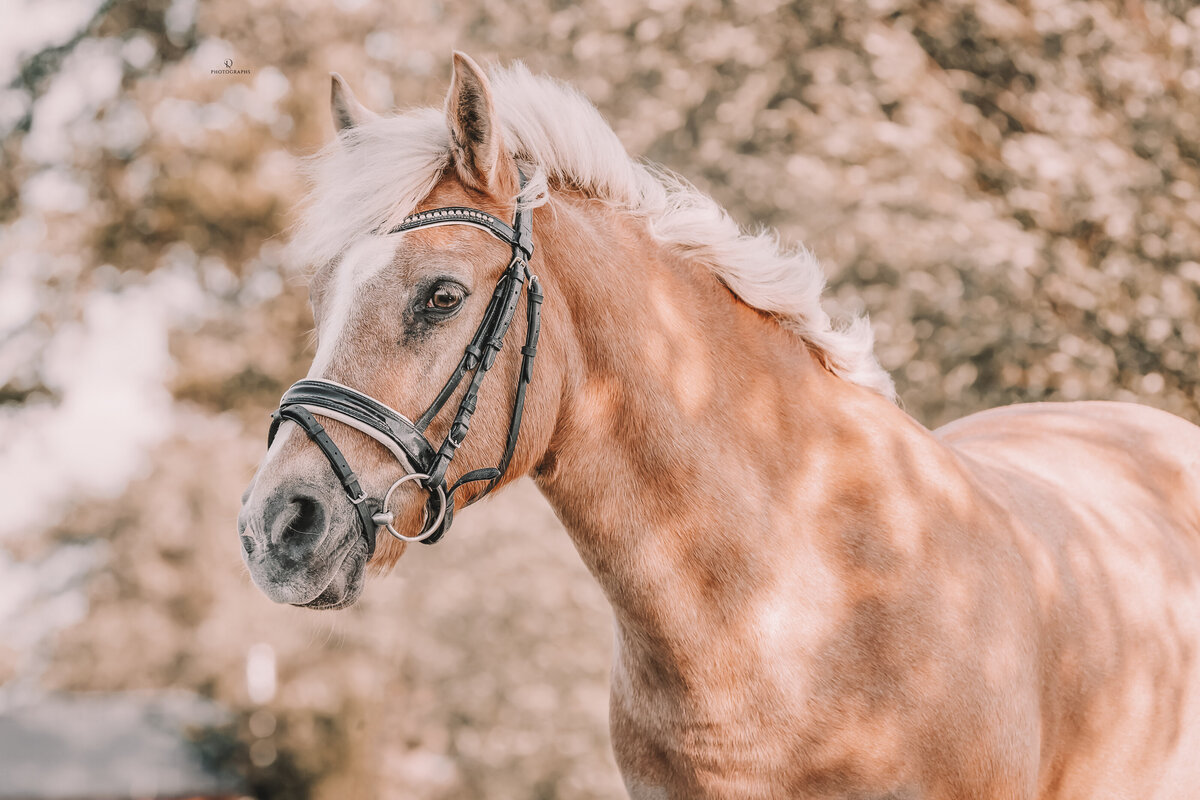 Outdoor paardenfotografie