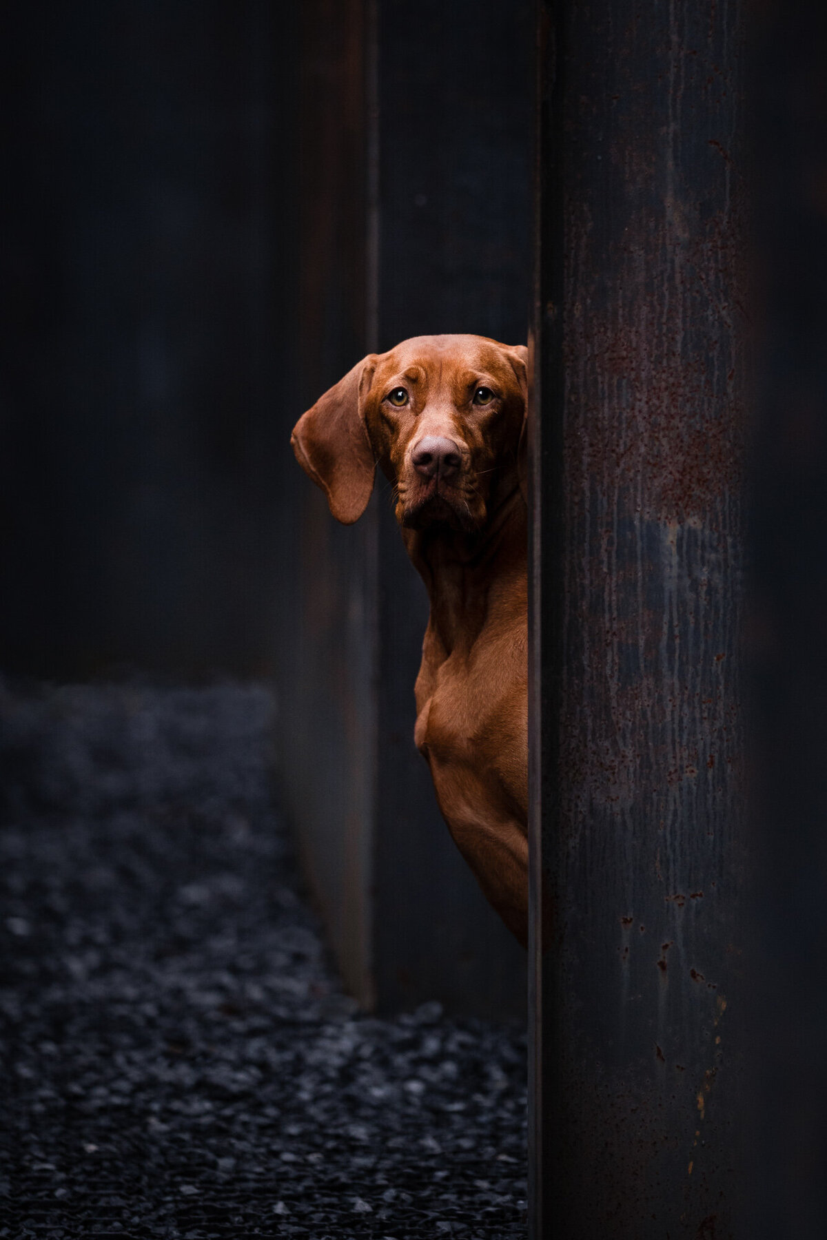Honden fotograaf in Maastricht,  Heerlen, Sittard, en omstreken
