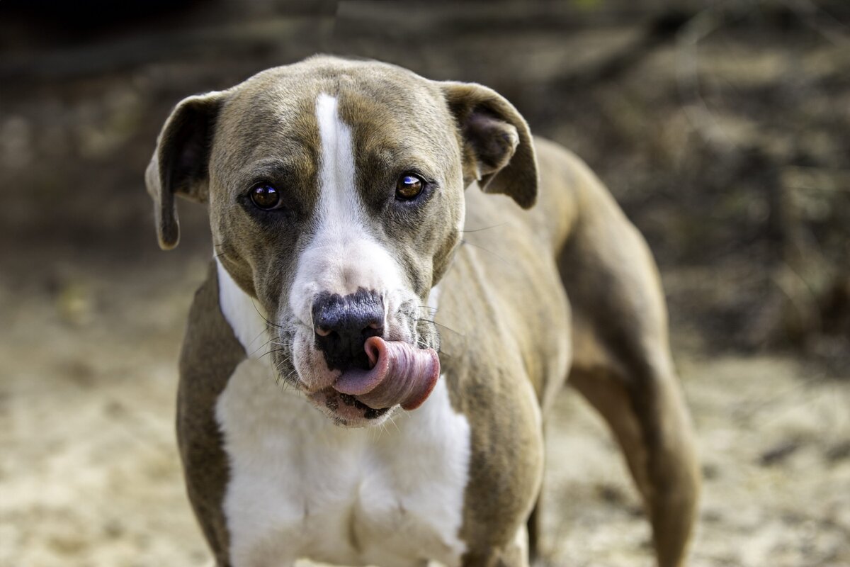 daisy-tongue
