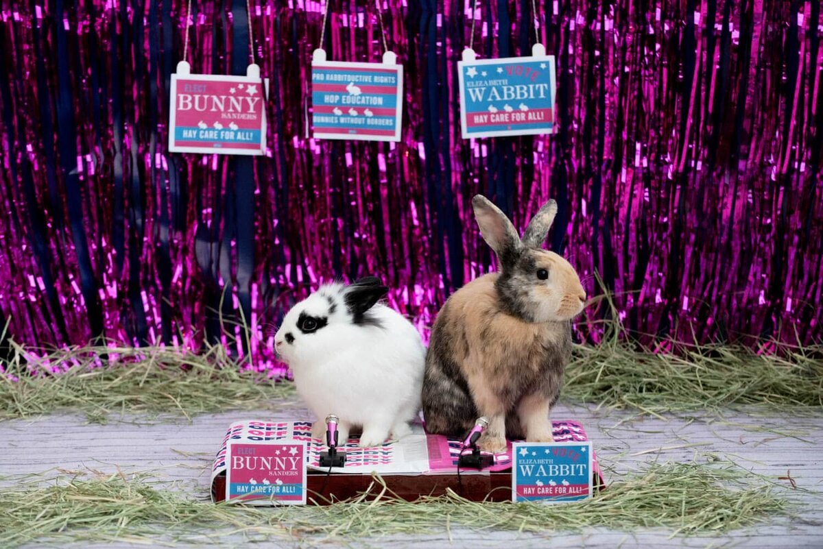 Black and white bunny sitting at a podium with brown and black bunny rabbit, sitting in front of colorful and shiny purple stringers.