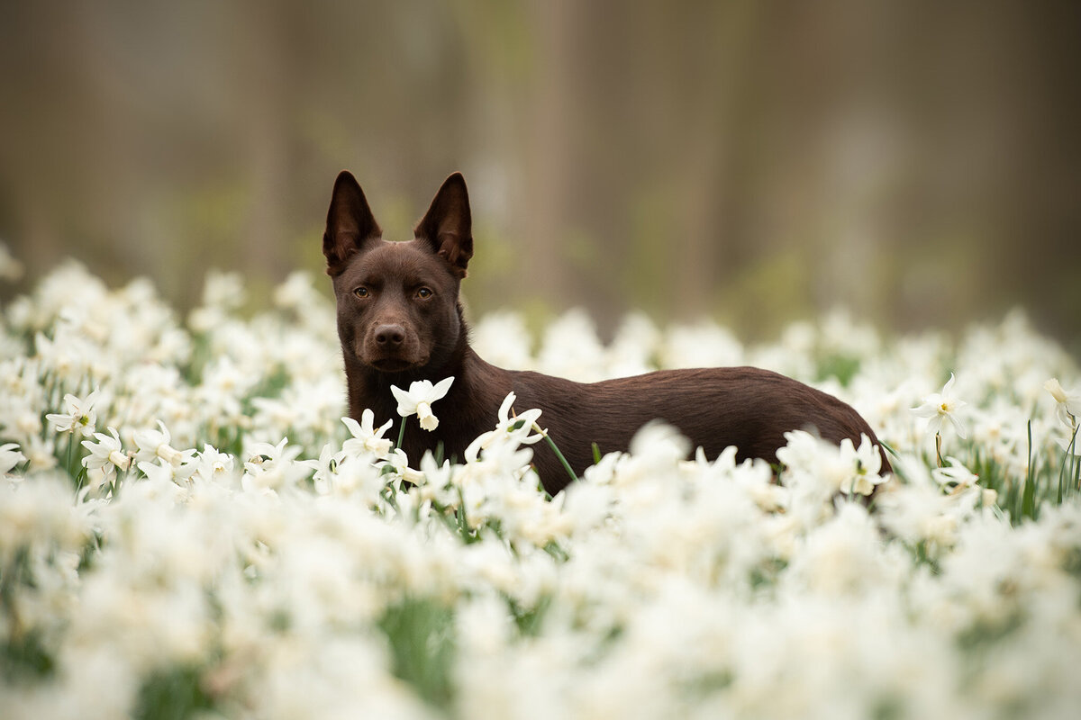 Witte narcissen hondenfotoshoot