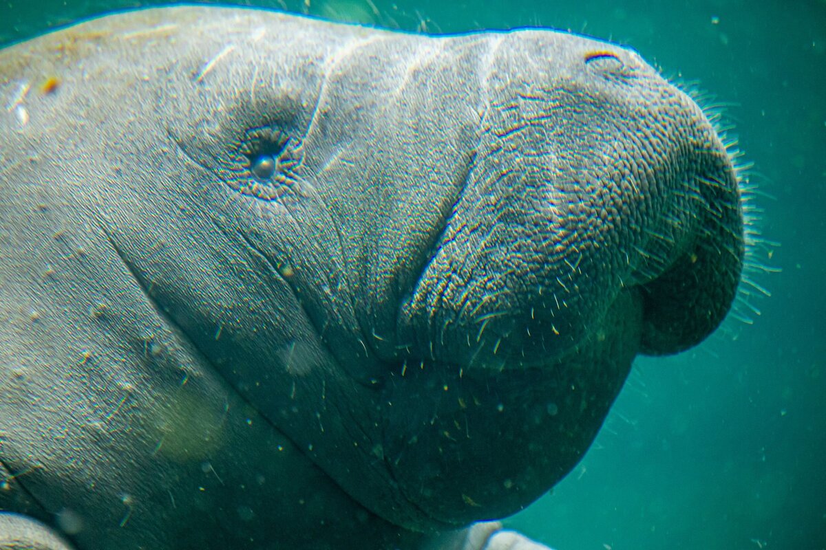 manatee-2749f56e-2500