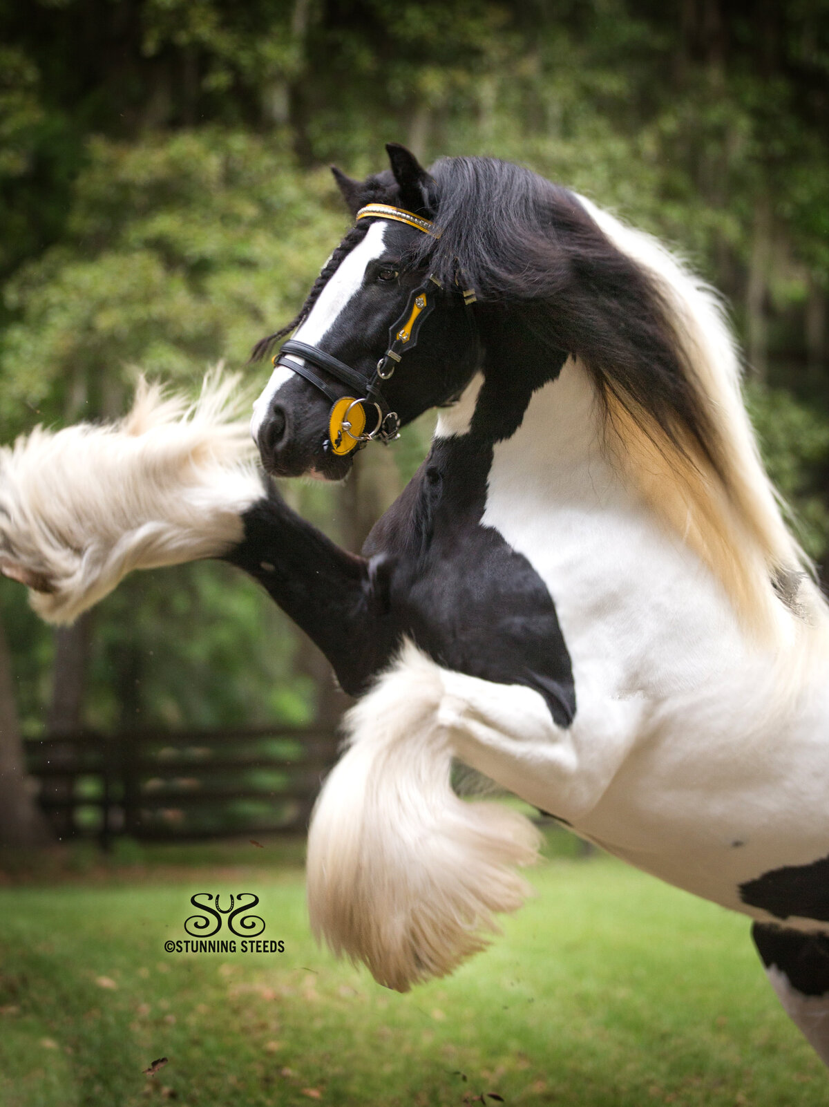 gypsy vanner pinto rearing stallion photo by Stunning Steeds