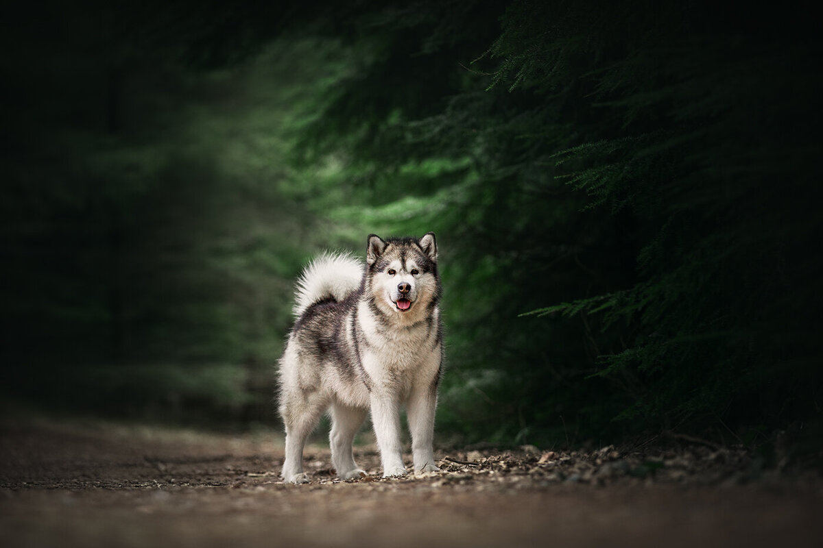 Honden fotograaf