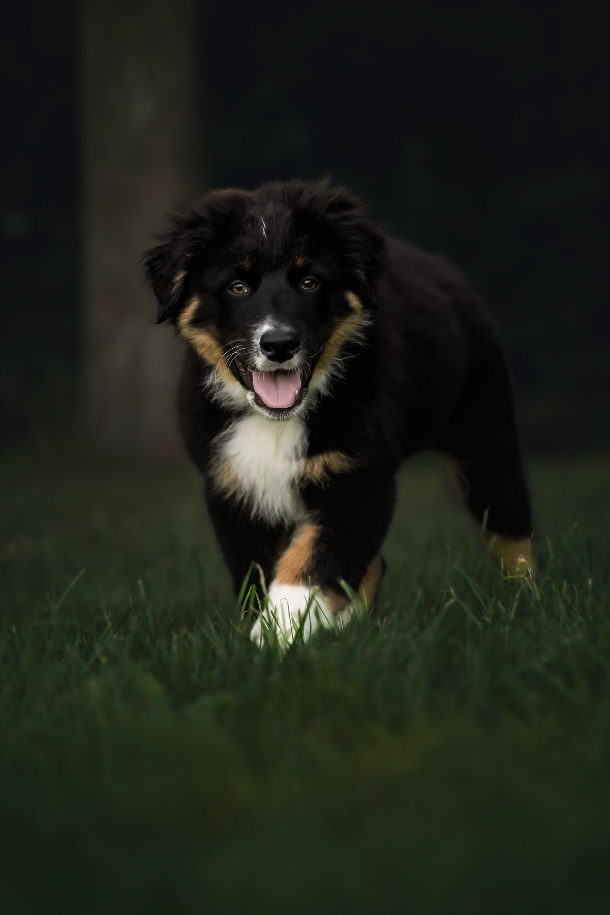 Deij Fotografie| Honden & Paardenshoot-Vrouwenpolder| Bohdi-03414