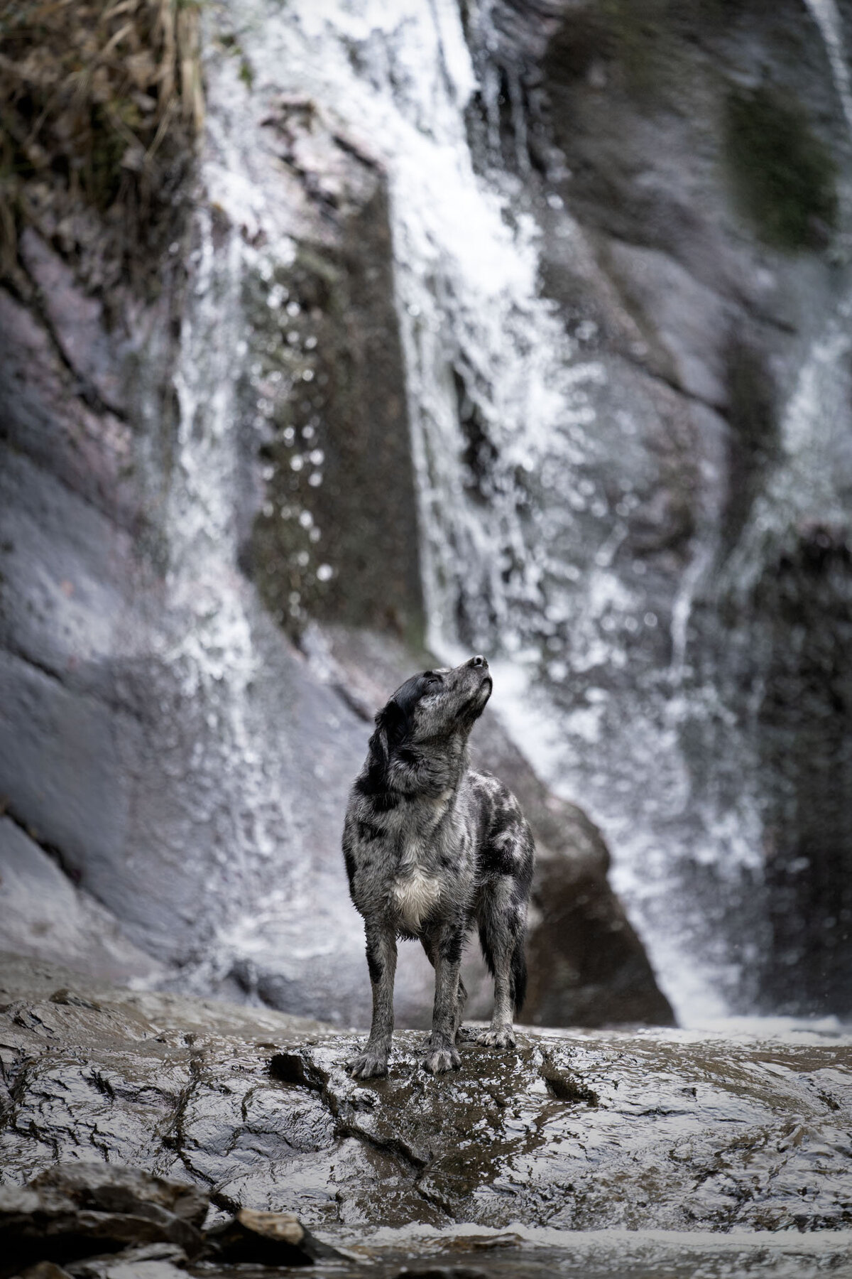 Hondenportret-Limburg-16