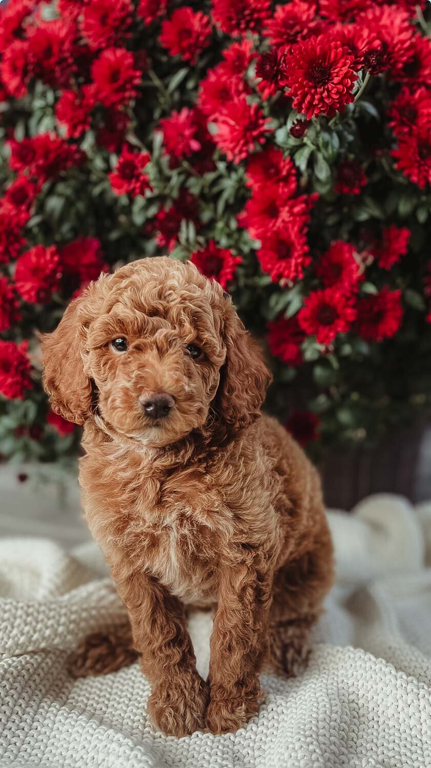 Salish Sea Miniature Poodles--135