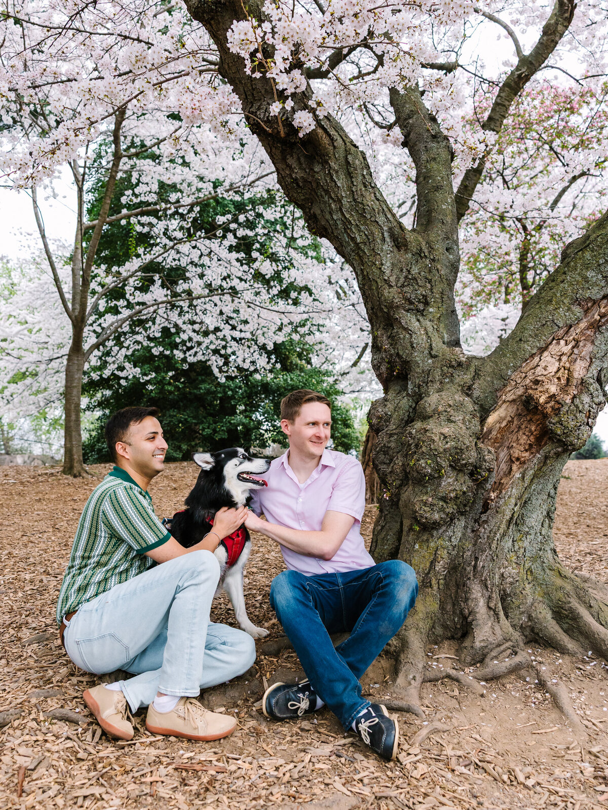 DC-Cherry-Blossom-LGBTQ-Portrait-Session-With-Dog-Maya-Lovro-Washington-38