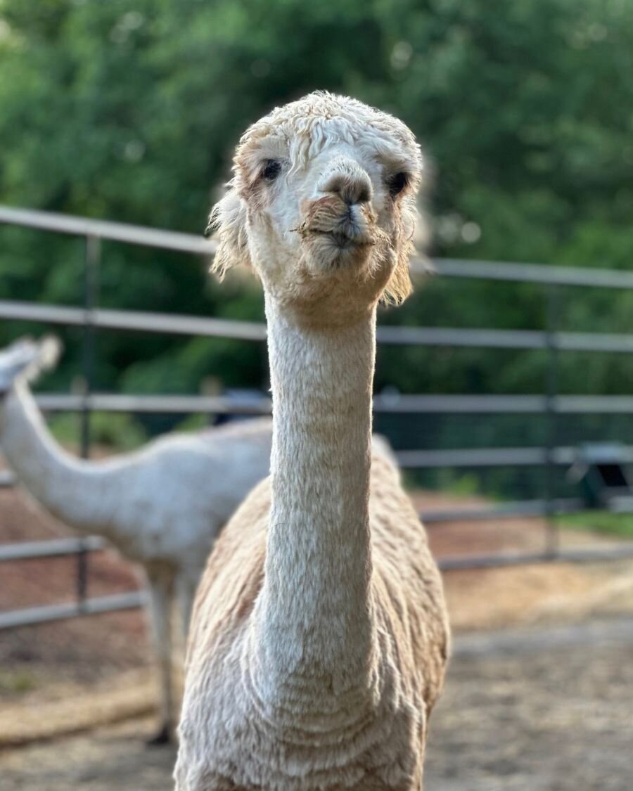 micah alpaca