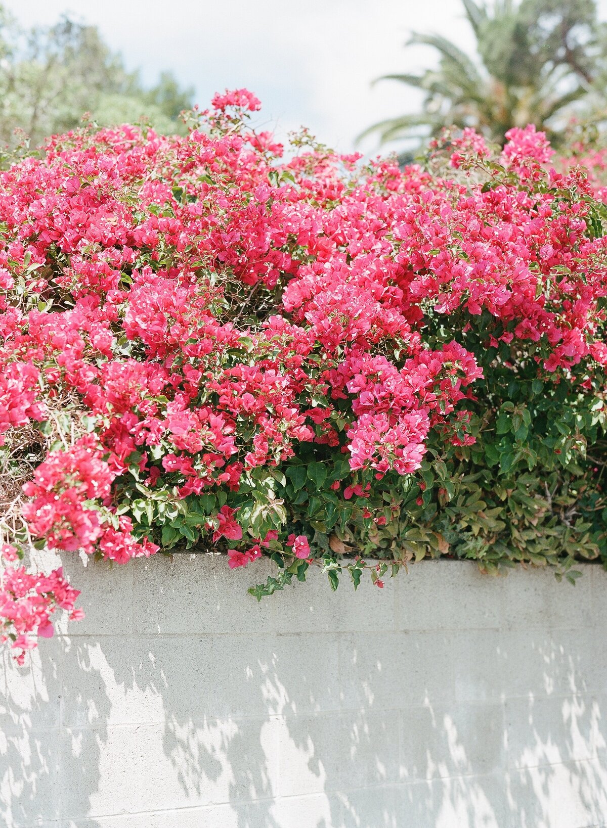 pinkweddingflowers