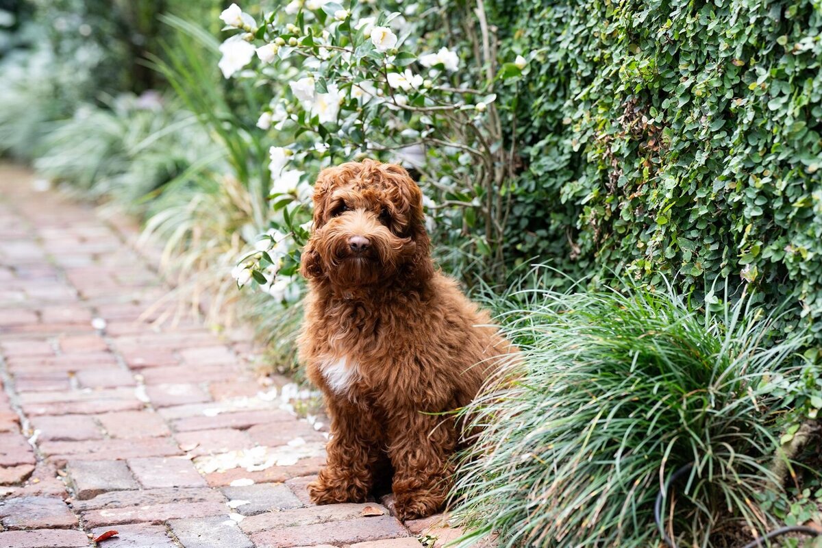 Charleston pet photography