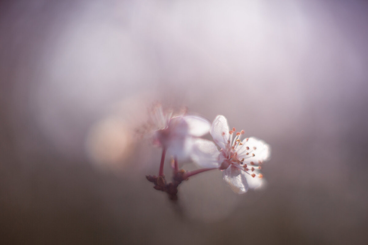 fine_art_photographer _070