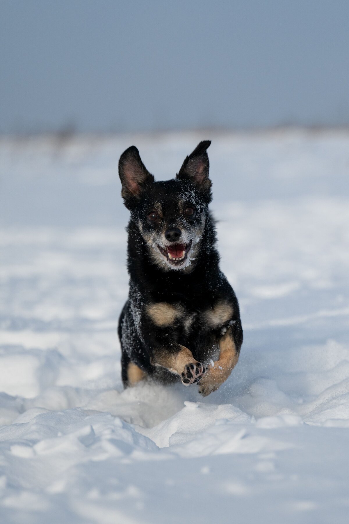 Hundefotos-im-Schnee-Chihuahua-Actionfotos-Hund
