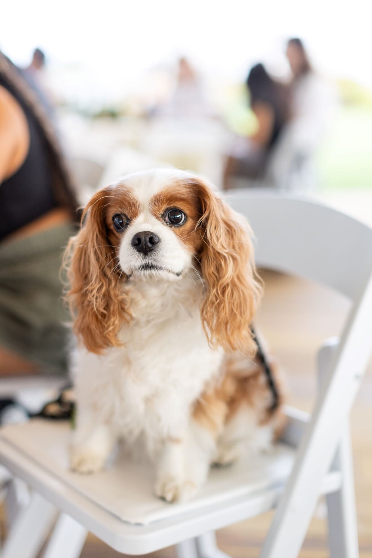 dog-friendly-outdoor-beach-venue-ct
