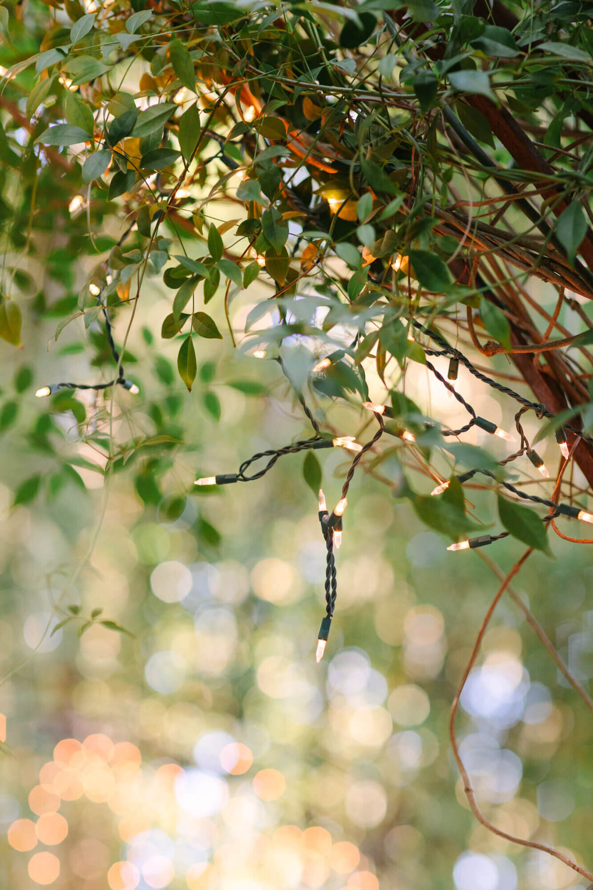 Strings of small, glowing white fairy lights are intertwined with lush green leaves, creating a warm, enchanting ambiance.