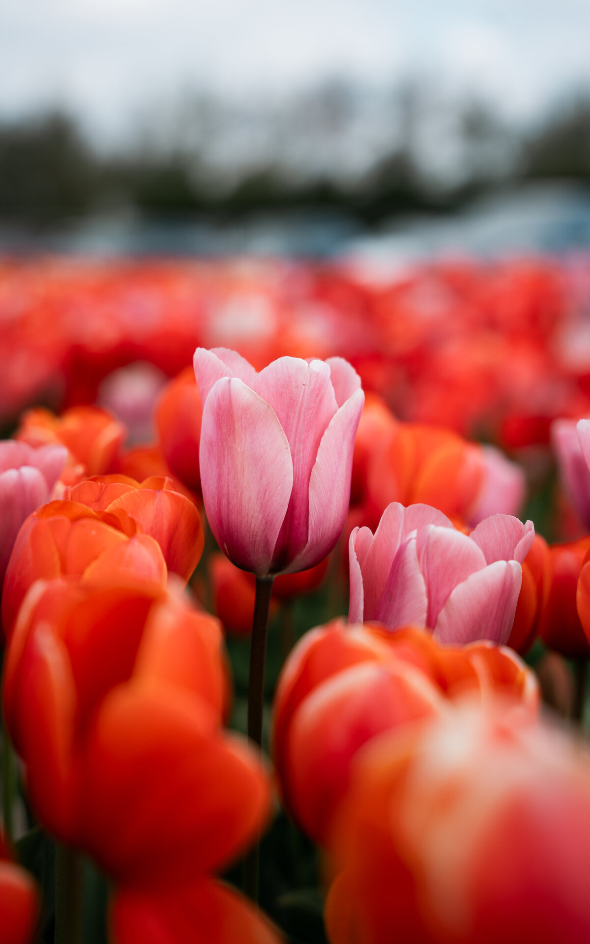 Tulp-6