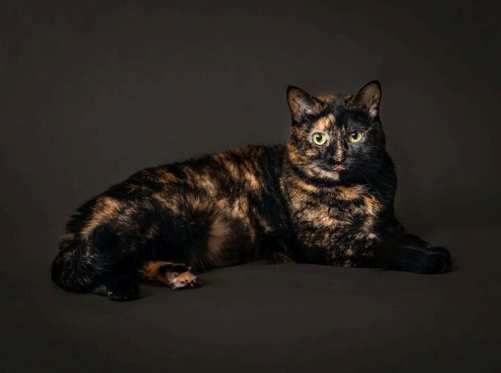 lilla-bordas-portraits-tampa-CAT-photographer1215