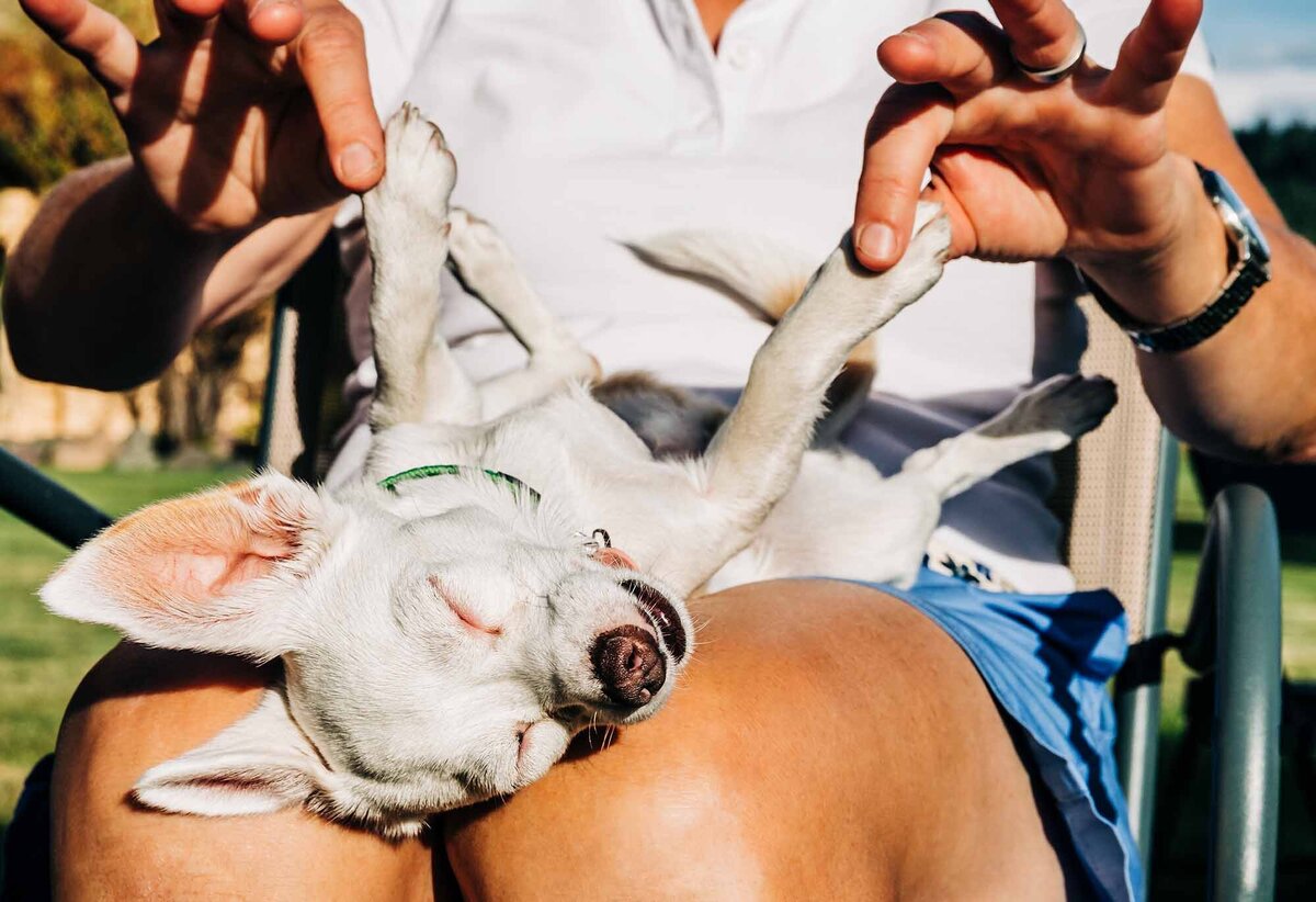 White Chihuahua laying on woman's lap at Ten Spoon Winery, Missoula