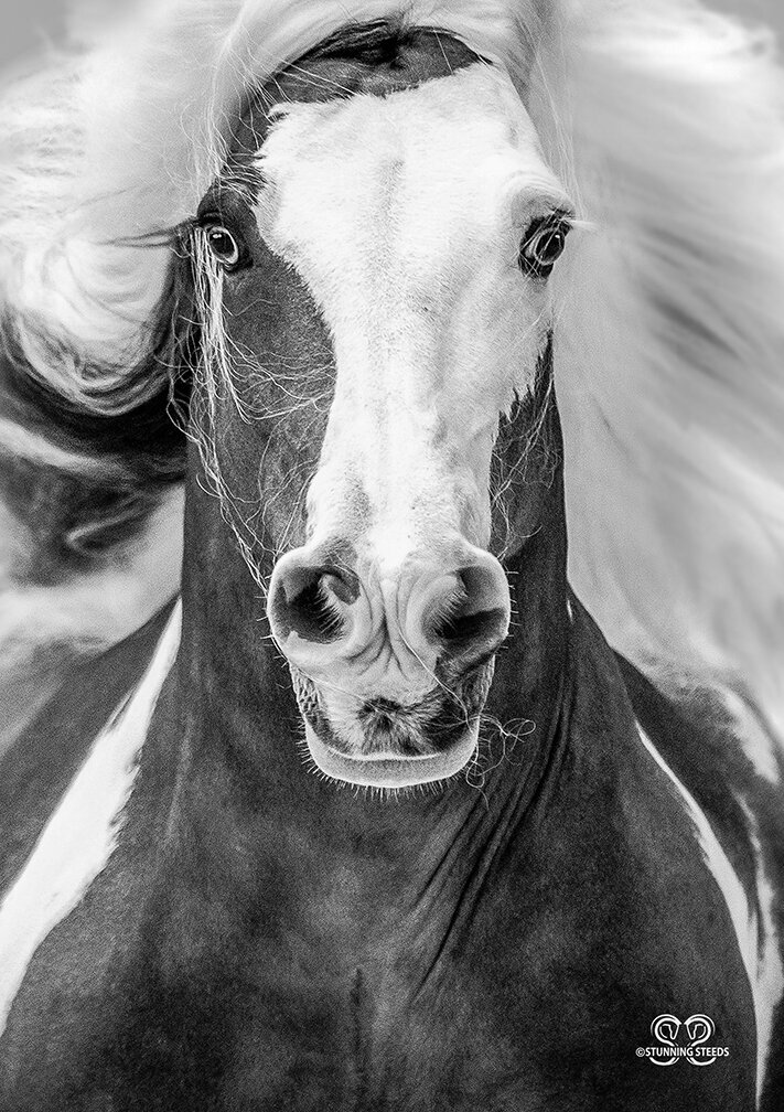 gypsy vanner horse photographer