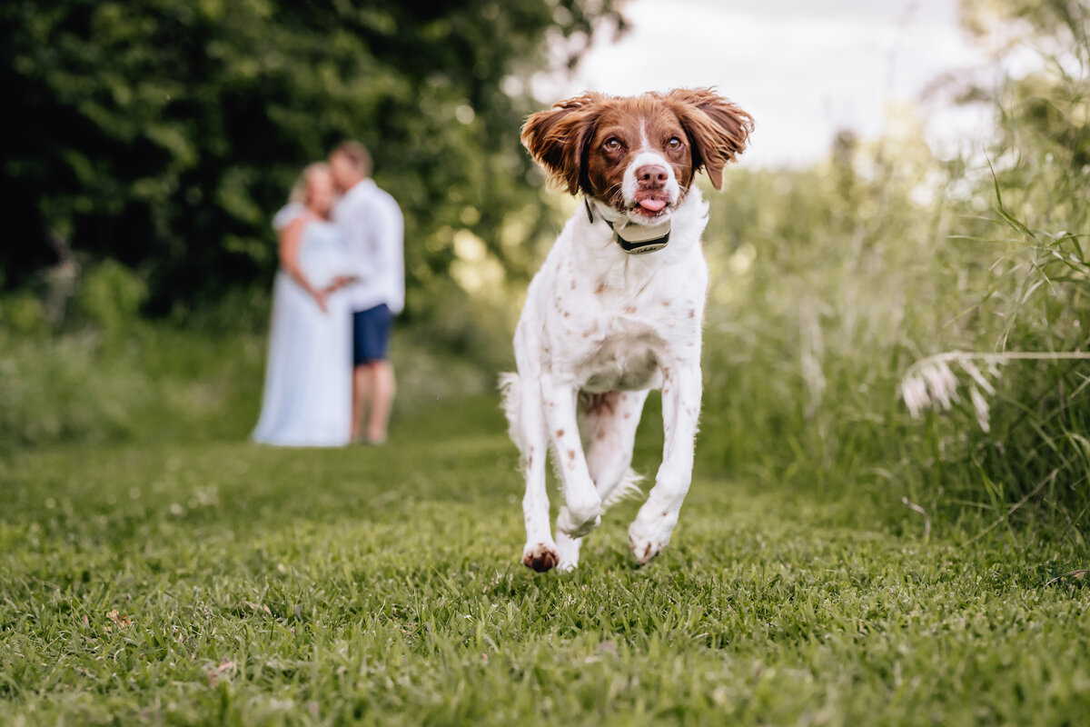 A close-up of a dog running joyfully toward the camera with a pregnant couple blurred in the background, embracing in a grassy area.