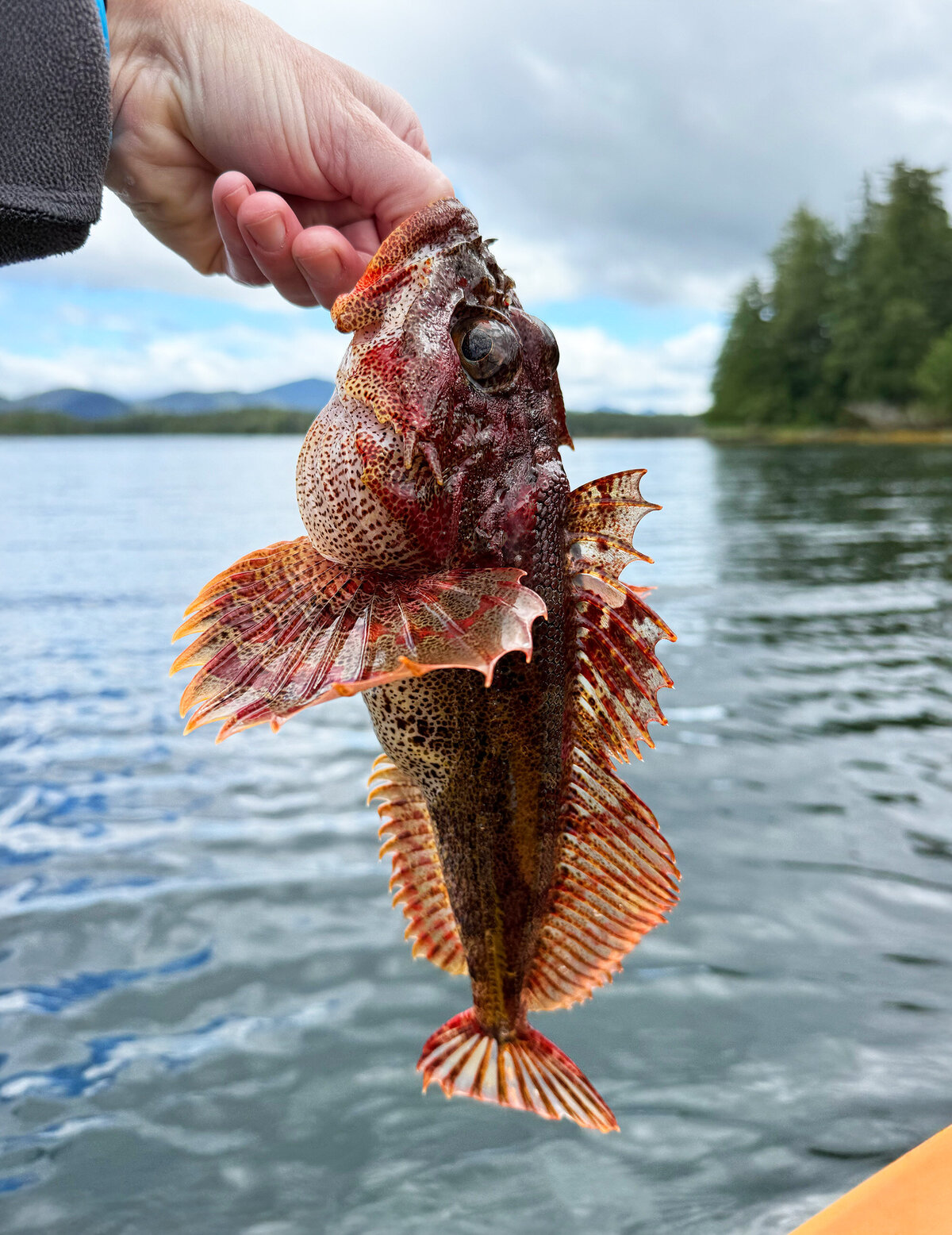 a-red-irish-lord-near-bella-bella-canada