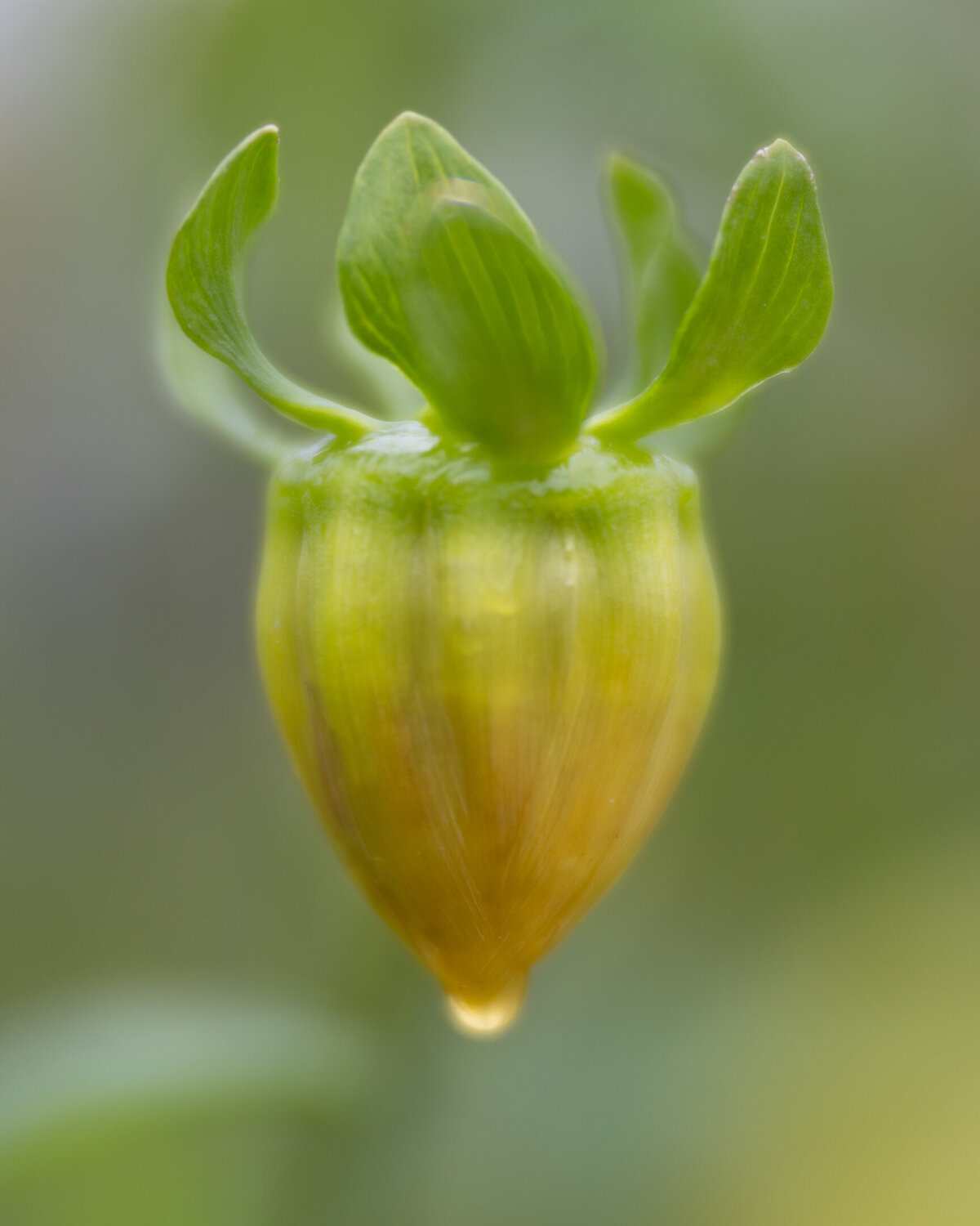 Macro photo of a closed dahlia bud with a water drop.