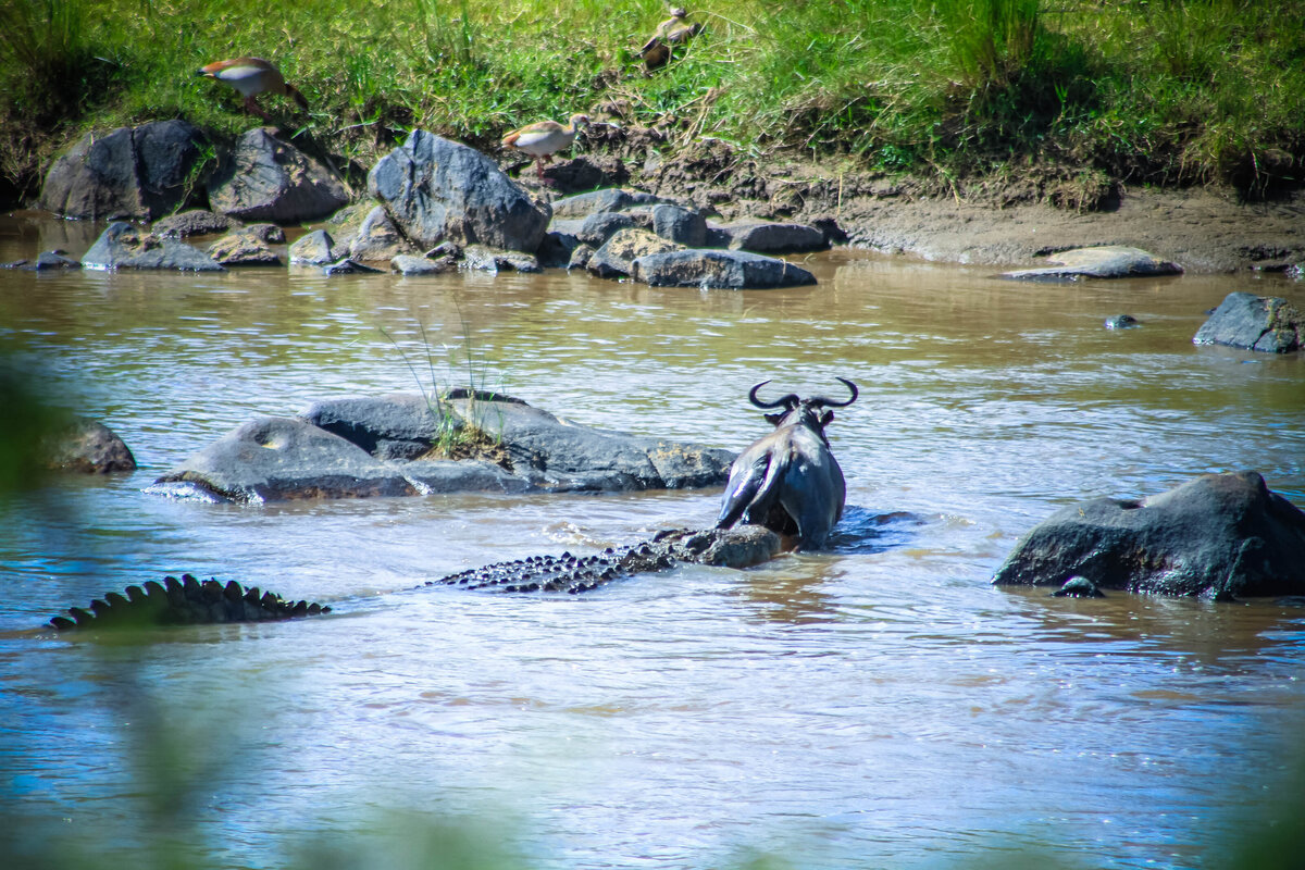 Africa2011-20111020Africa2011-20111020IMG_086467515491549