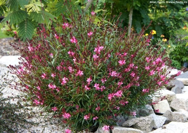8148-gaura-lindheimeri-gambit-rose-gaura-2-1