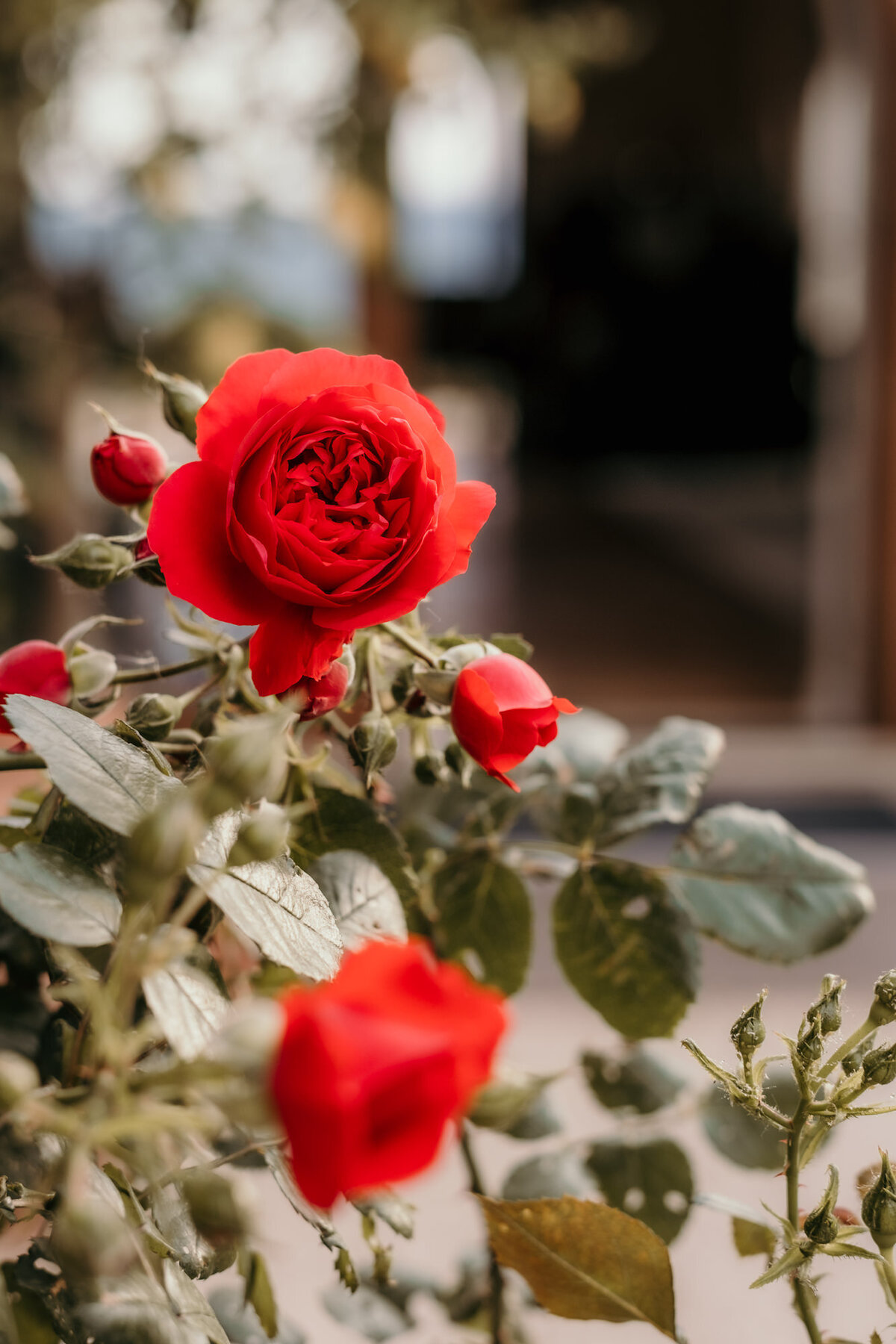 Ein Rosenstock in der Nahaufnahme zeigt das strahlende Rot der Blumen.