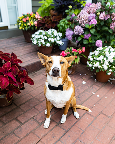 mn-wedding-photographer-plymouth