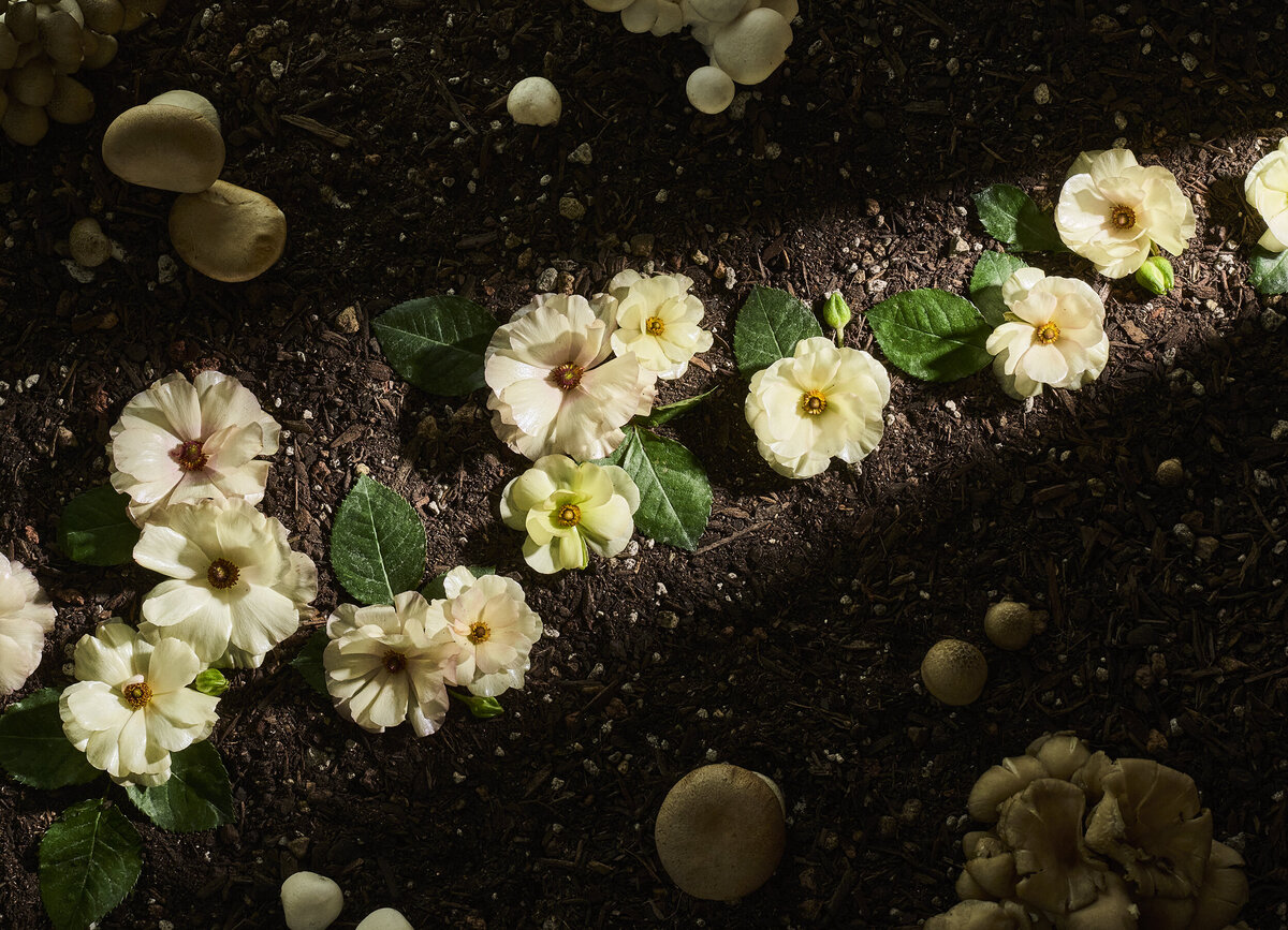 los-angeles-product-photographer-lindsay-kreighbaum-florals-mushrooms-still-life-9