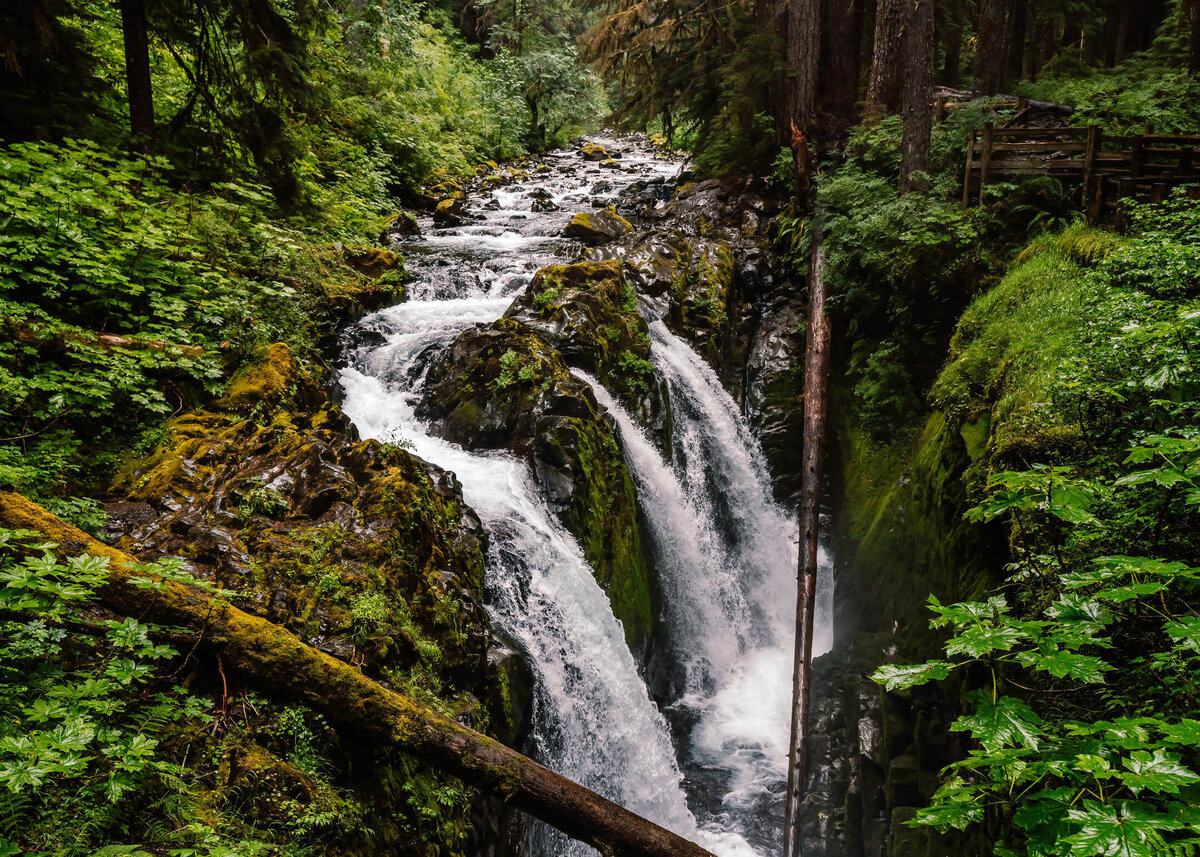 The triple falls of Sol Duc gush into the river. The forest is green and mossy =.