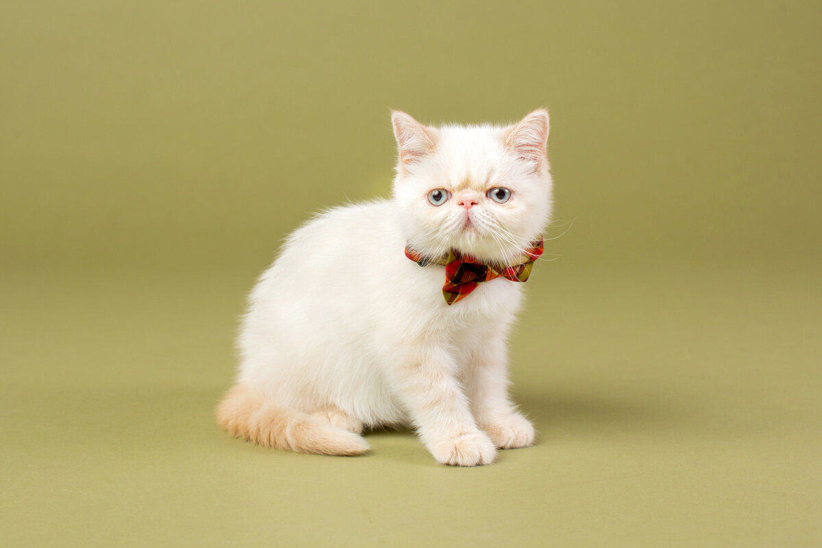 pet-photos-myrtle-beach-1500_013
