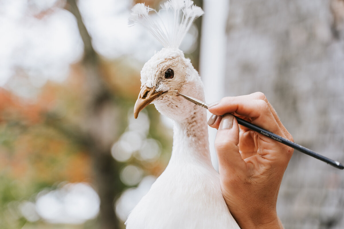 Taxidermy Chick Web-3