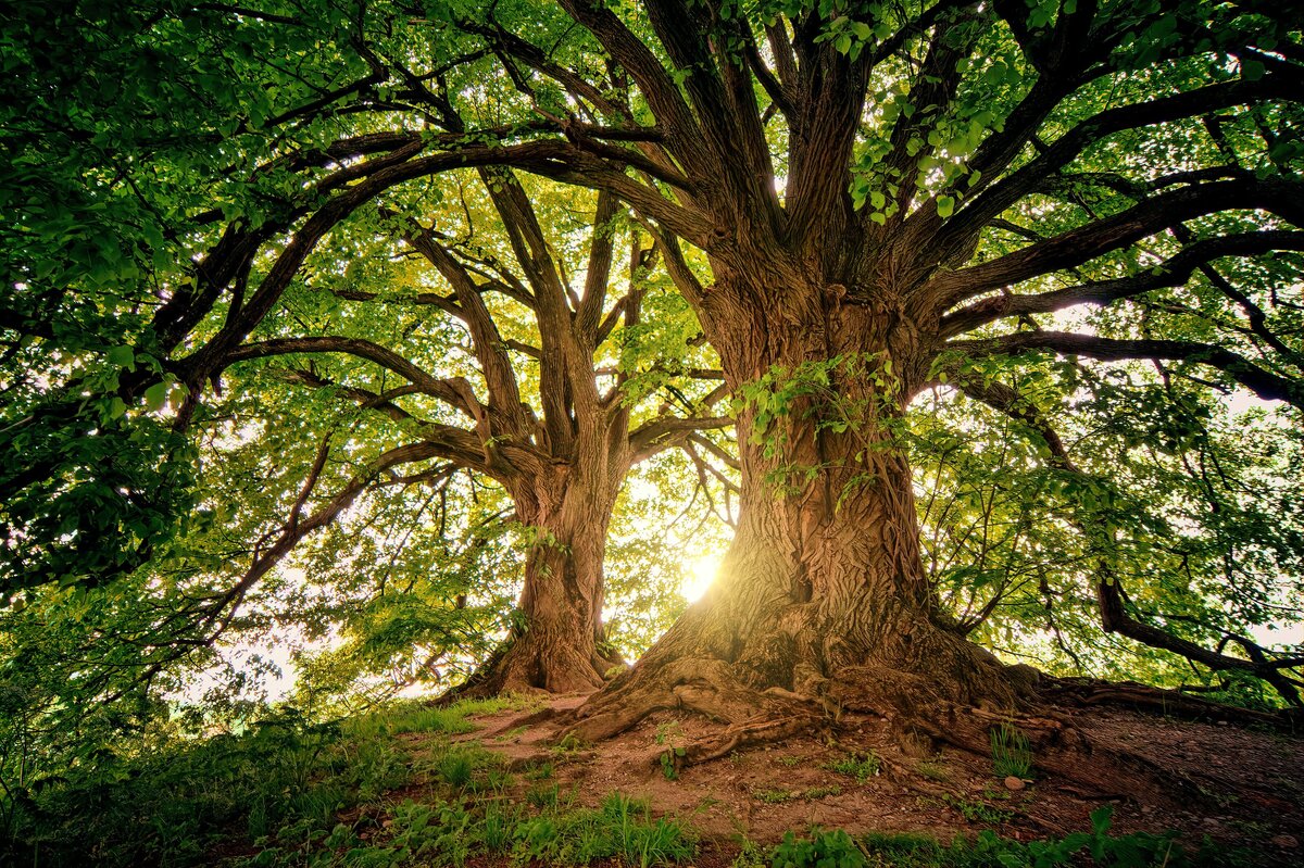 Let your days be as old as trees is tai chi gung teaching. There is no such thing as going too slow.