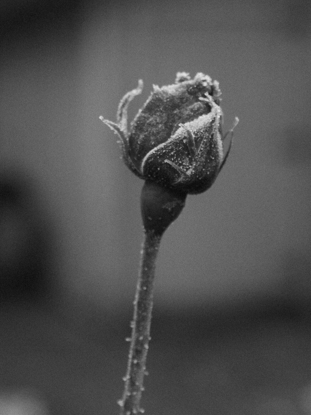 Frosty-Rose