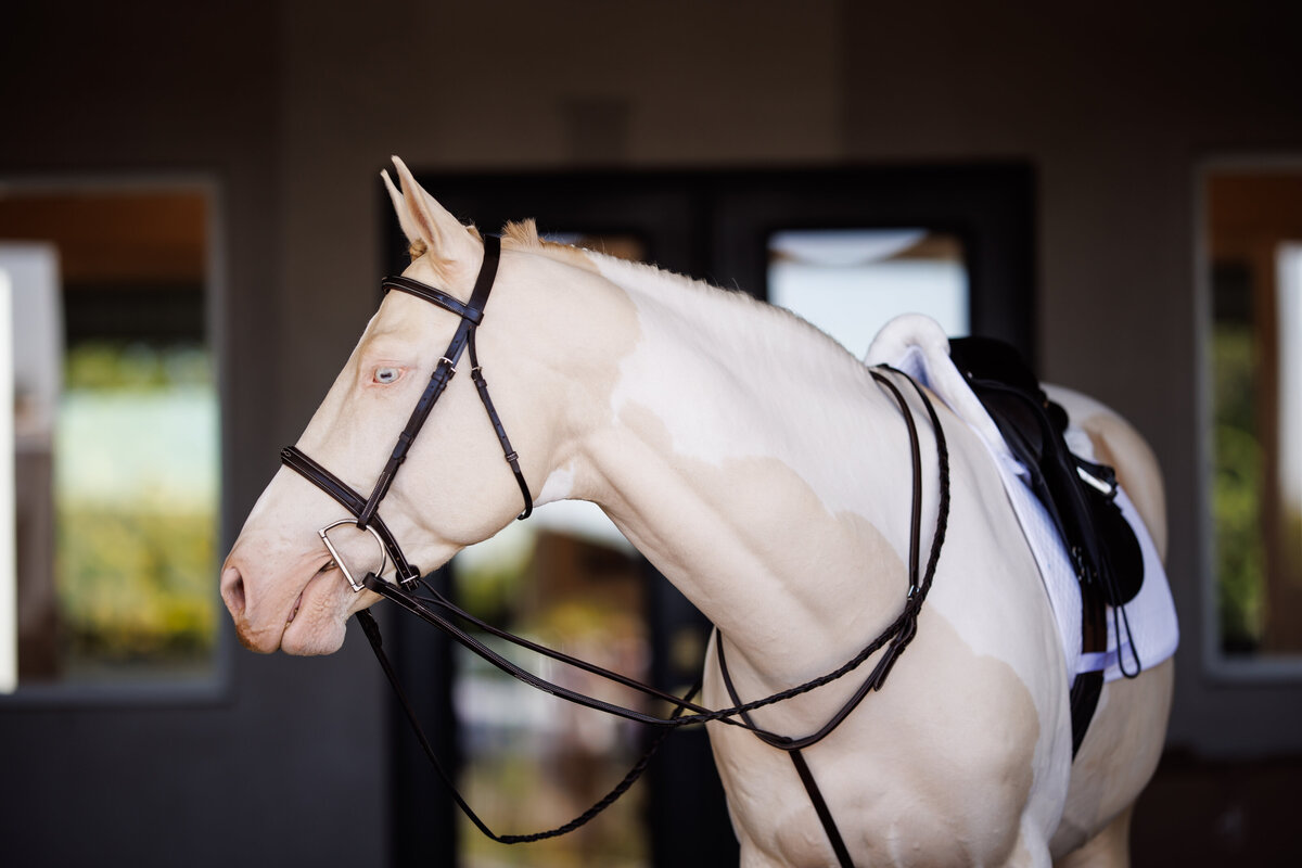shires31