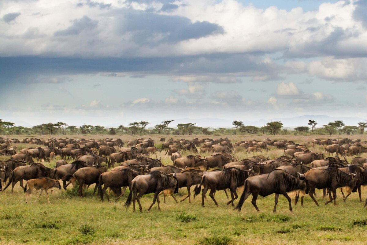 Serengeti Migration (1)