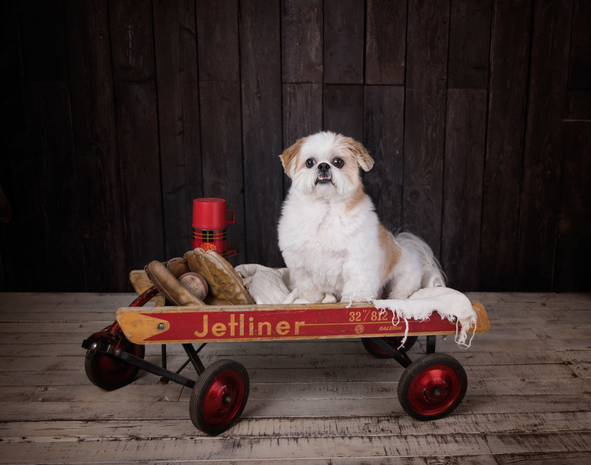 photo of a white pug in a small wagon