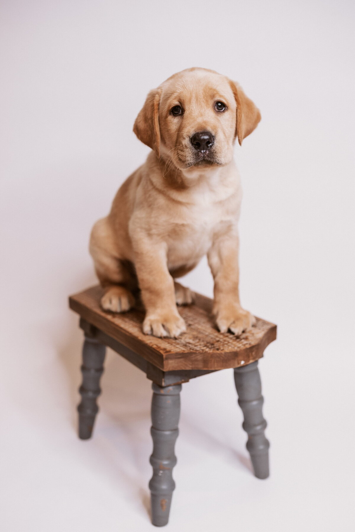 Labrador Puppy on Chair