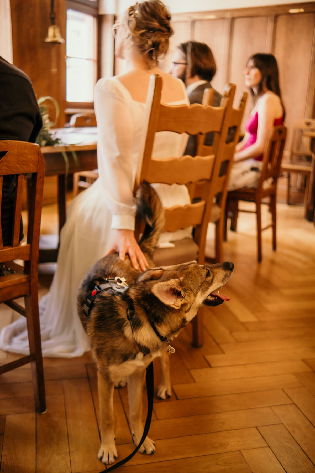 Der Traurednerin zuhörend, streichelt die Braut ihren hinter ihr sitzenden Hund.