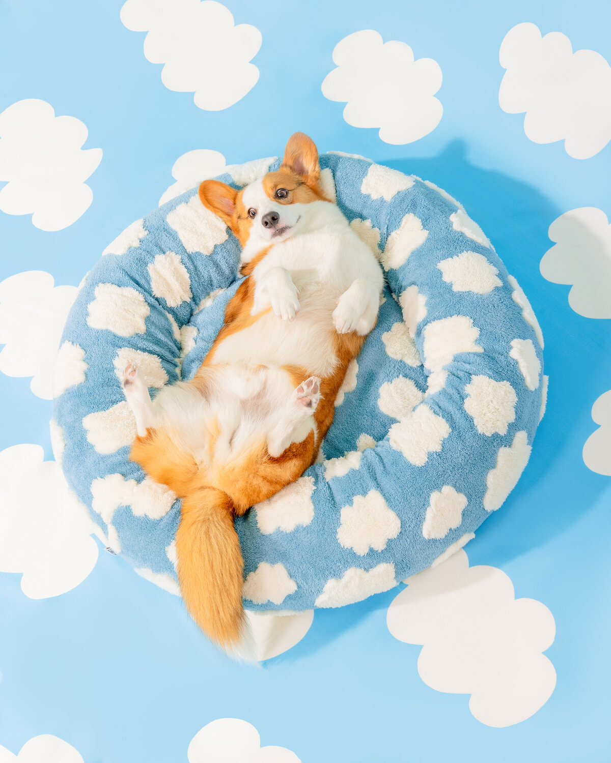 Paws & Prints_-17