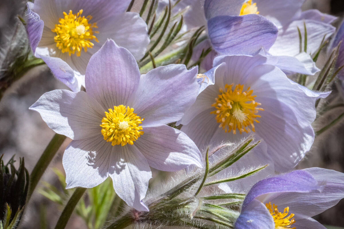 Group of purple pasqueflowers Montana wildflowers, Crazy Canyon, Missoula