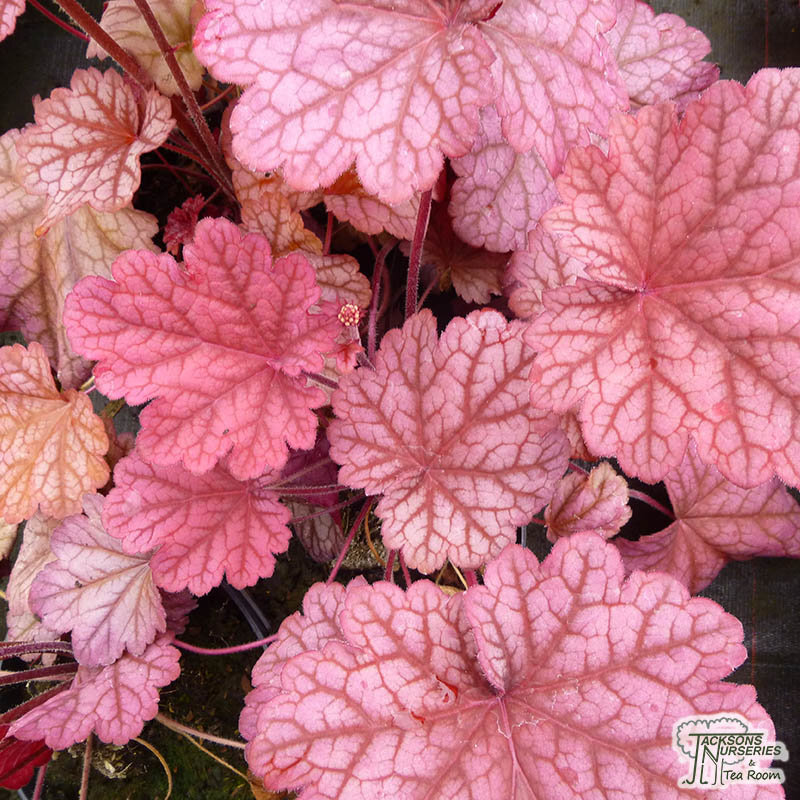 Heuchera_Berry_Smoothie