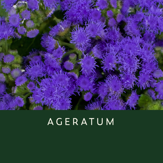 Ageratum